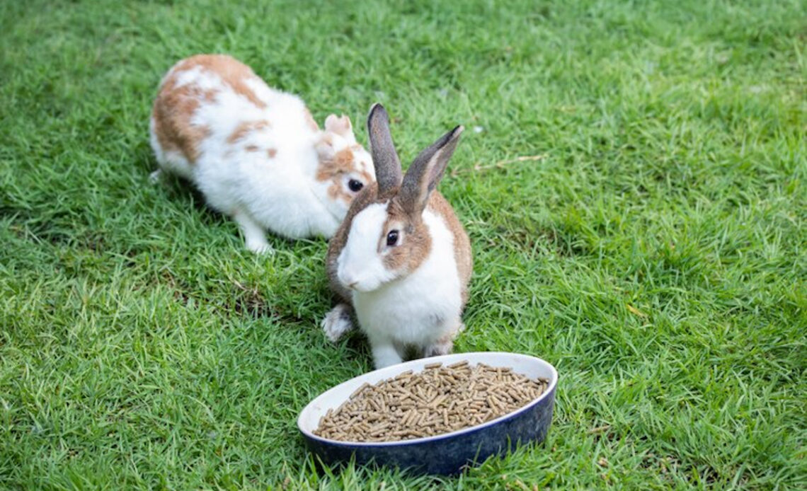 Bien nourrir animaux