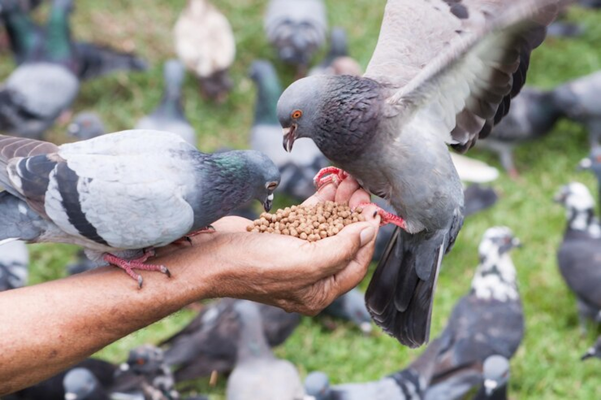 types aliments animaux